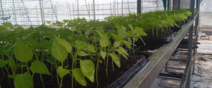 Scotch bonnet seedlings 120 - Pre Order