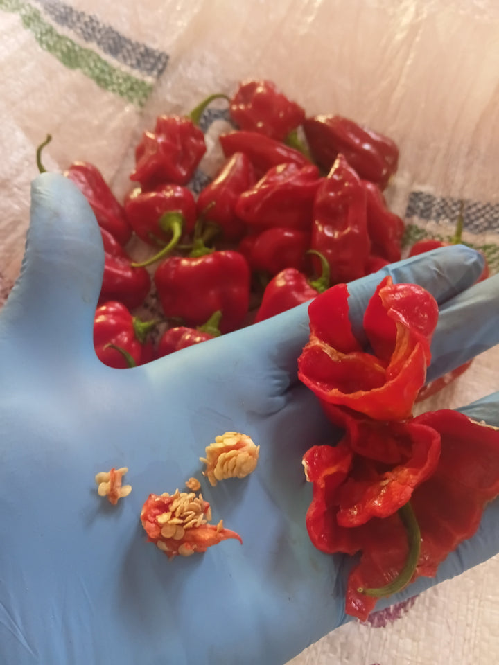 scotch bonnet Dark Green 1000 Seeds