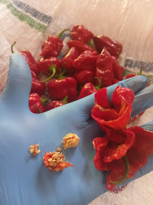 scotch bonnet Dark Green 100 seeds