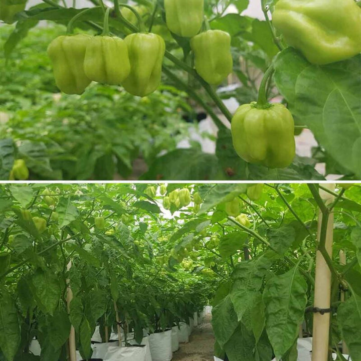 Piquante Red F1 Hybrid Seedlings 120 preorder