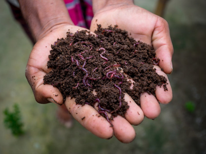 Vermicompost 1kg