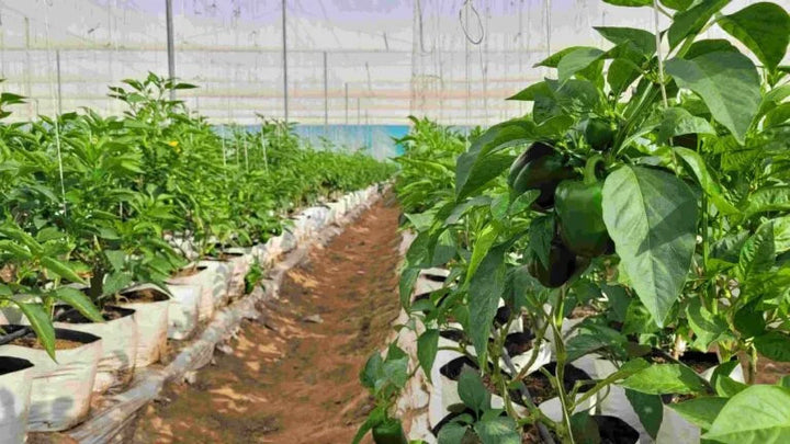 Shadenet House - Scotch Bonnet Modern Farm 20perches