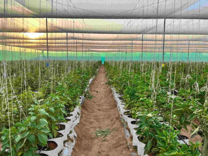Shadenet House - Scotch Bonnet Modern Farm 20perches