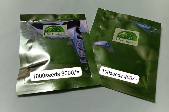 scotch bonnet Dark Green 1000 Seeds