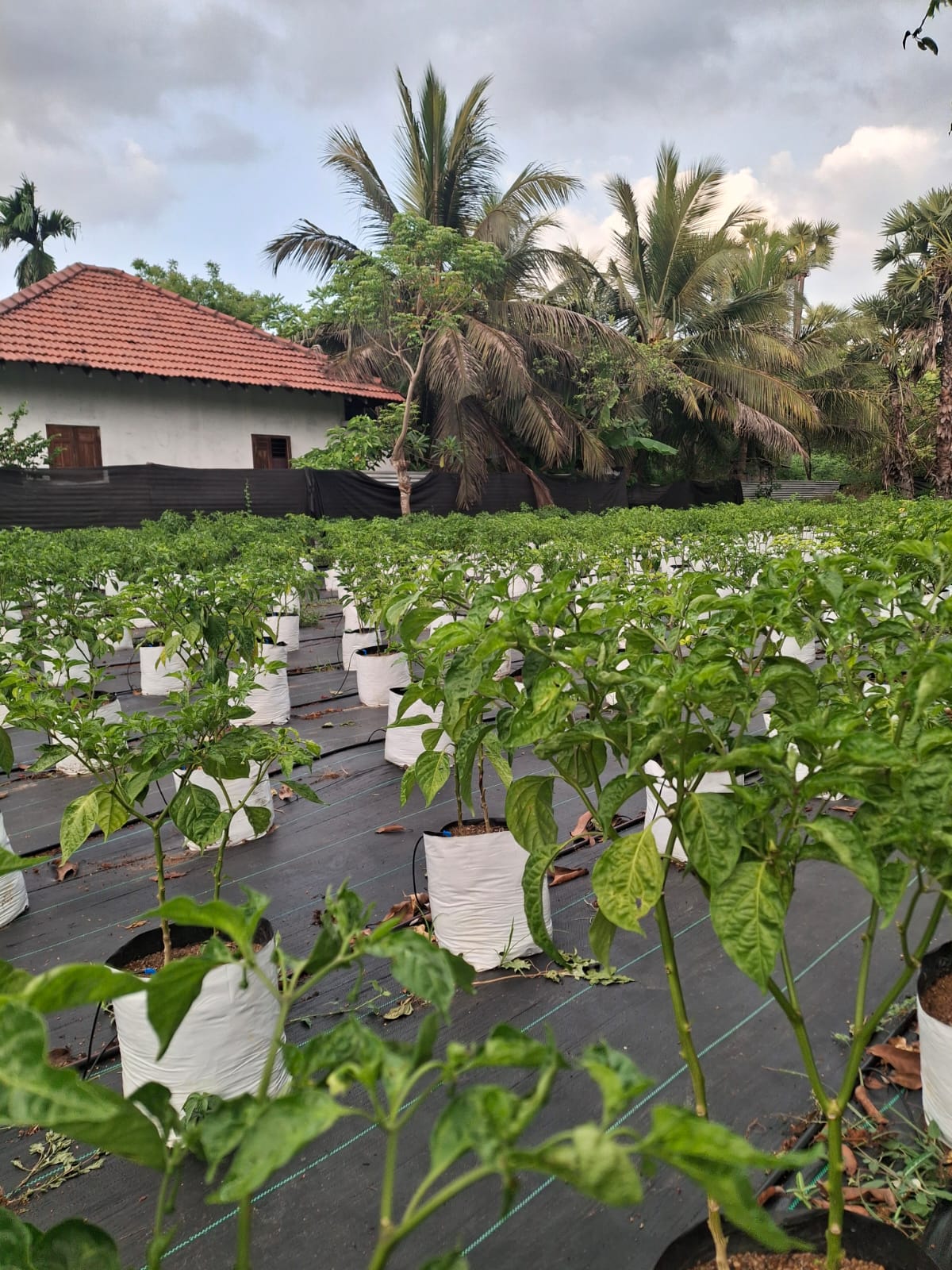 Image caption