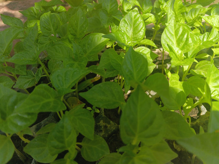 Scotch bonnet seedlings - Per Plant