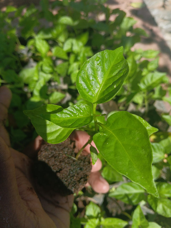 Scotch bonnet seedlings - Per Plant