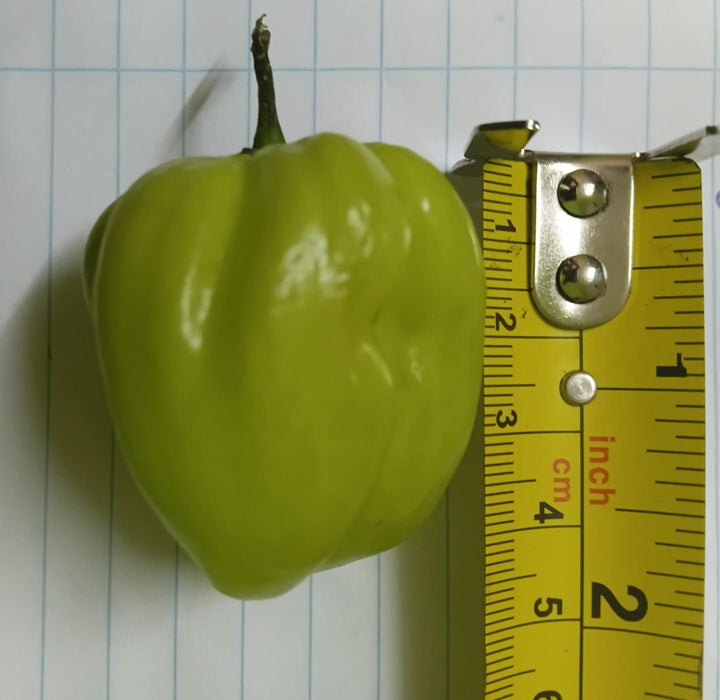 scotch bonnet 100 seeds