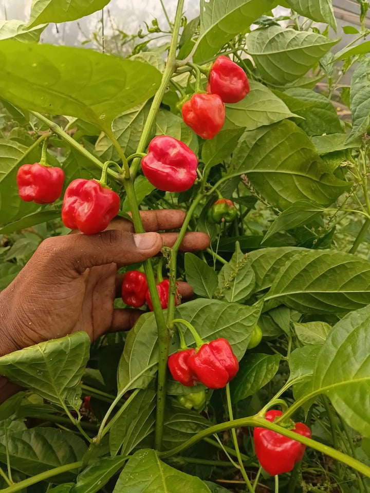 scotch bonnet Dark Green 100 seeds