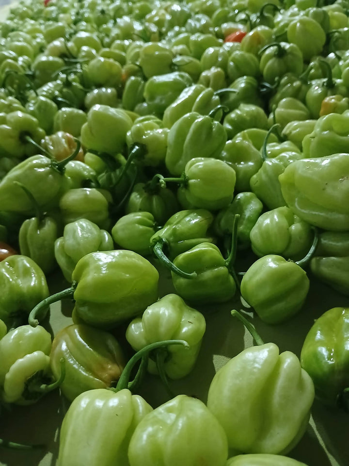 scotch bonnet 1000 seeds