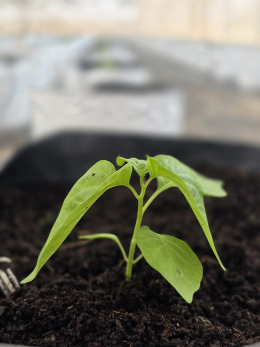 Scotch bonnet seedlings 120 - Pre Order
