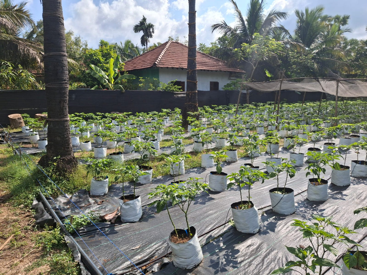 Image caption