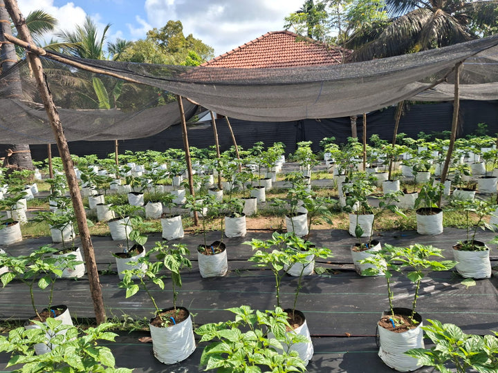 Shadenet House - Scotch Bonnet Modern Farm 20perches