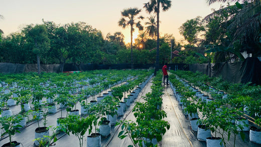 Shadenet House - Scotch Bonnet Modern Farm 20perches