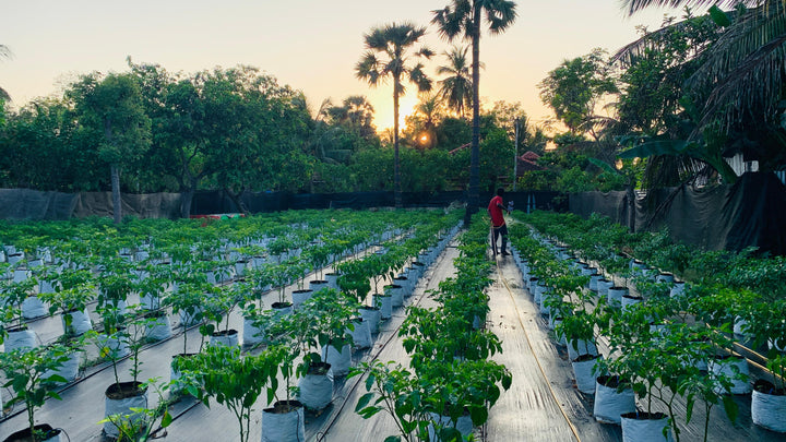 Shadenet House - Scotch Bonnet Modern Farm 20perches