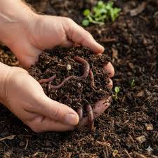 Vermicompost 1kg